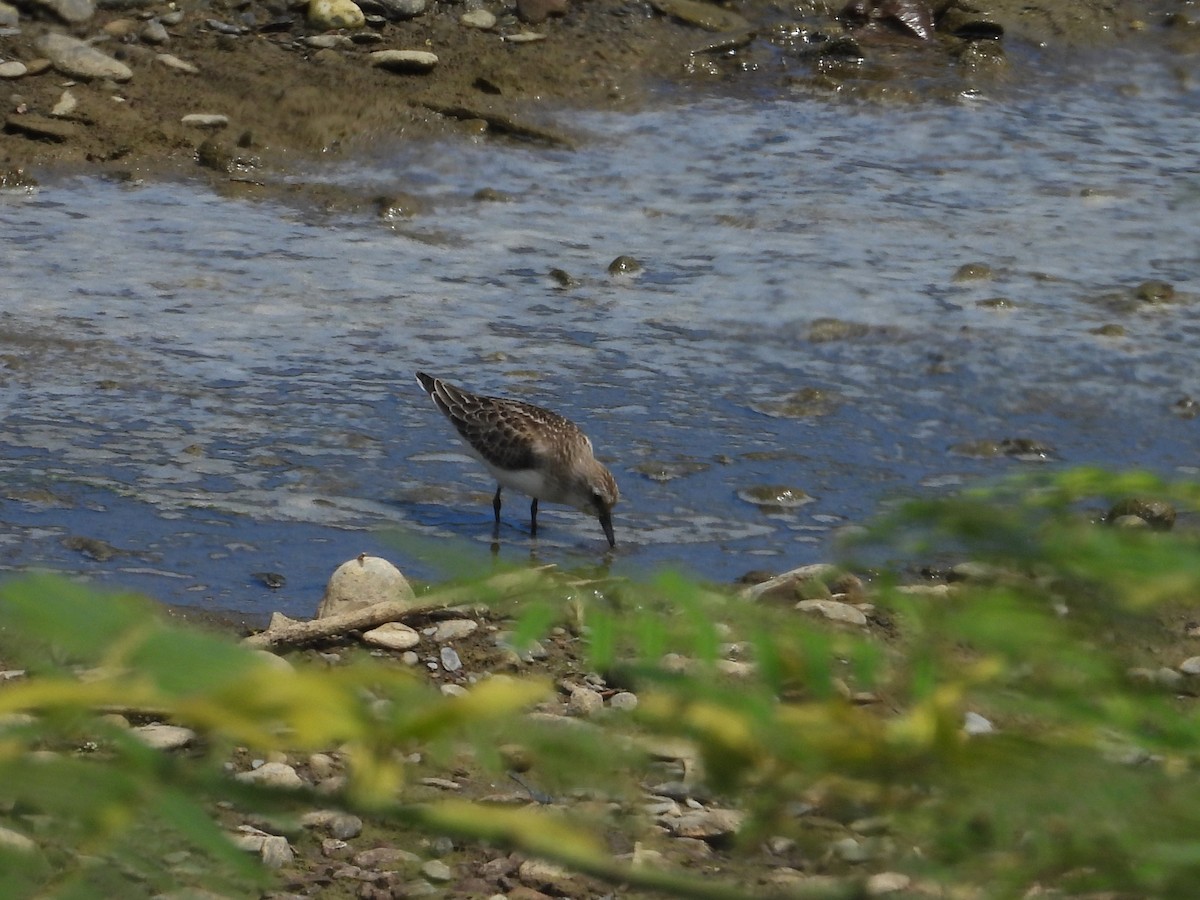 Long-toed Stint - ML642202185