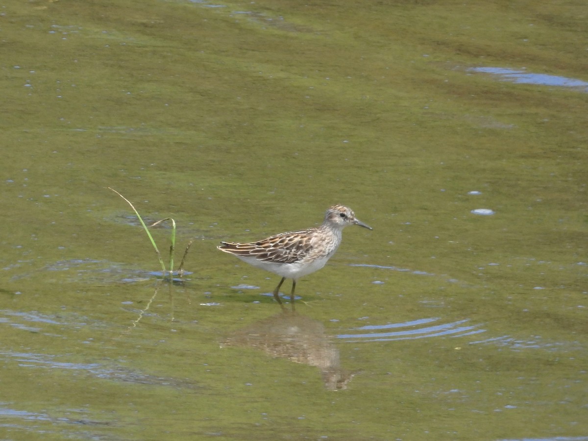 Long-toed Stint - ML642202186
