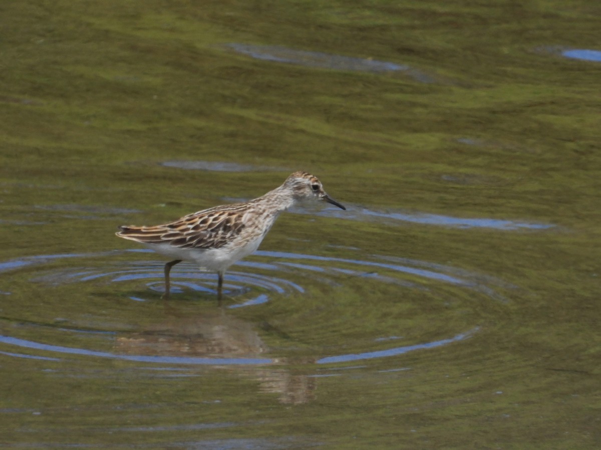 Long-toed Stint - ML642202187
