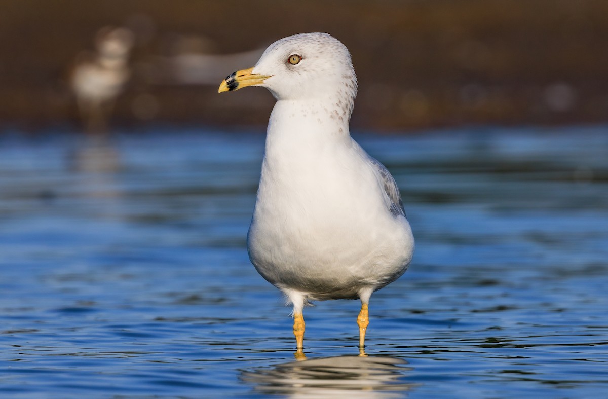 Ring-billed Gull - ML642202193