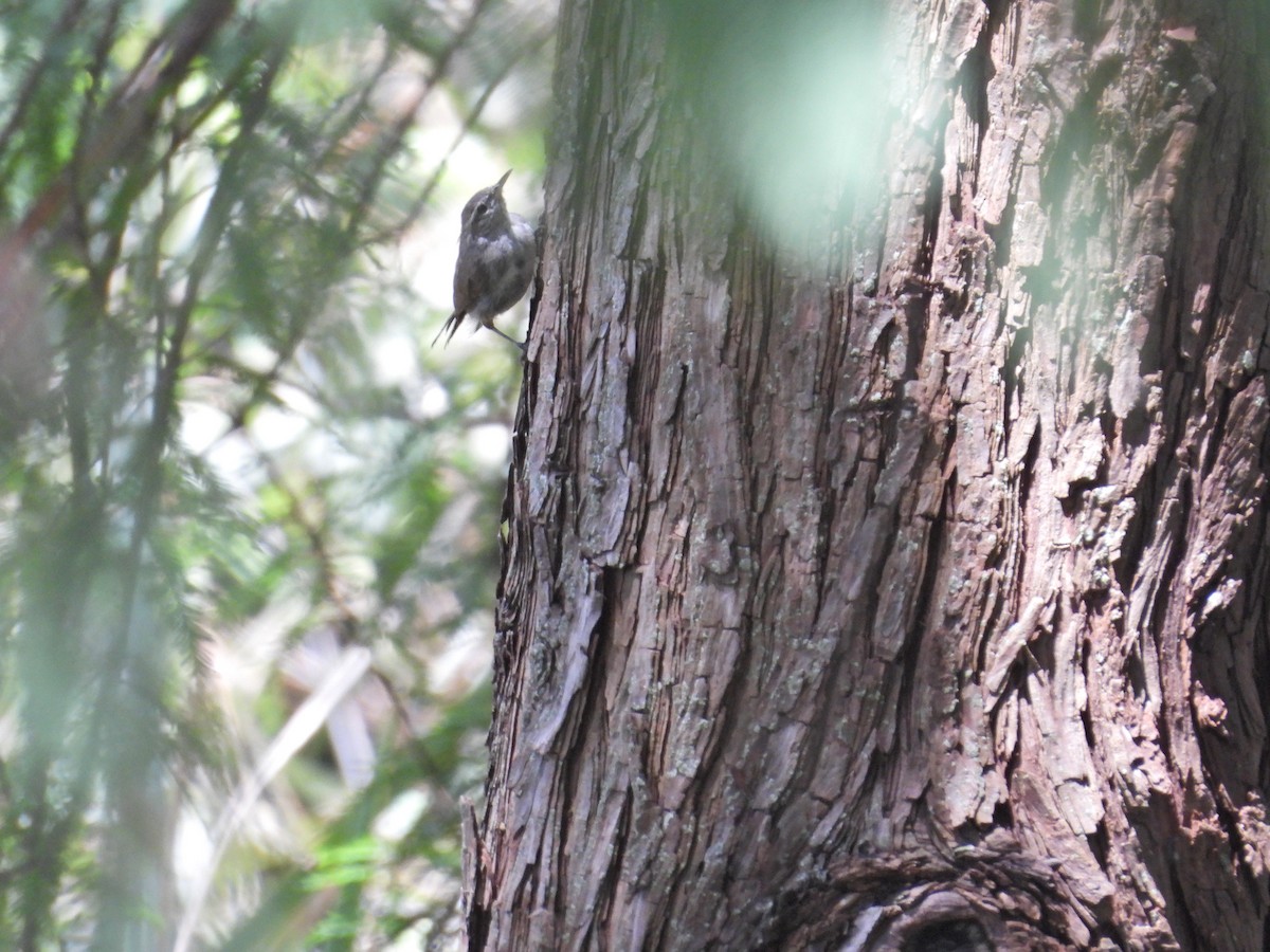 Bewick's Wren - ML642202194