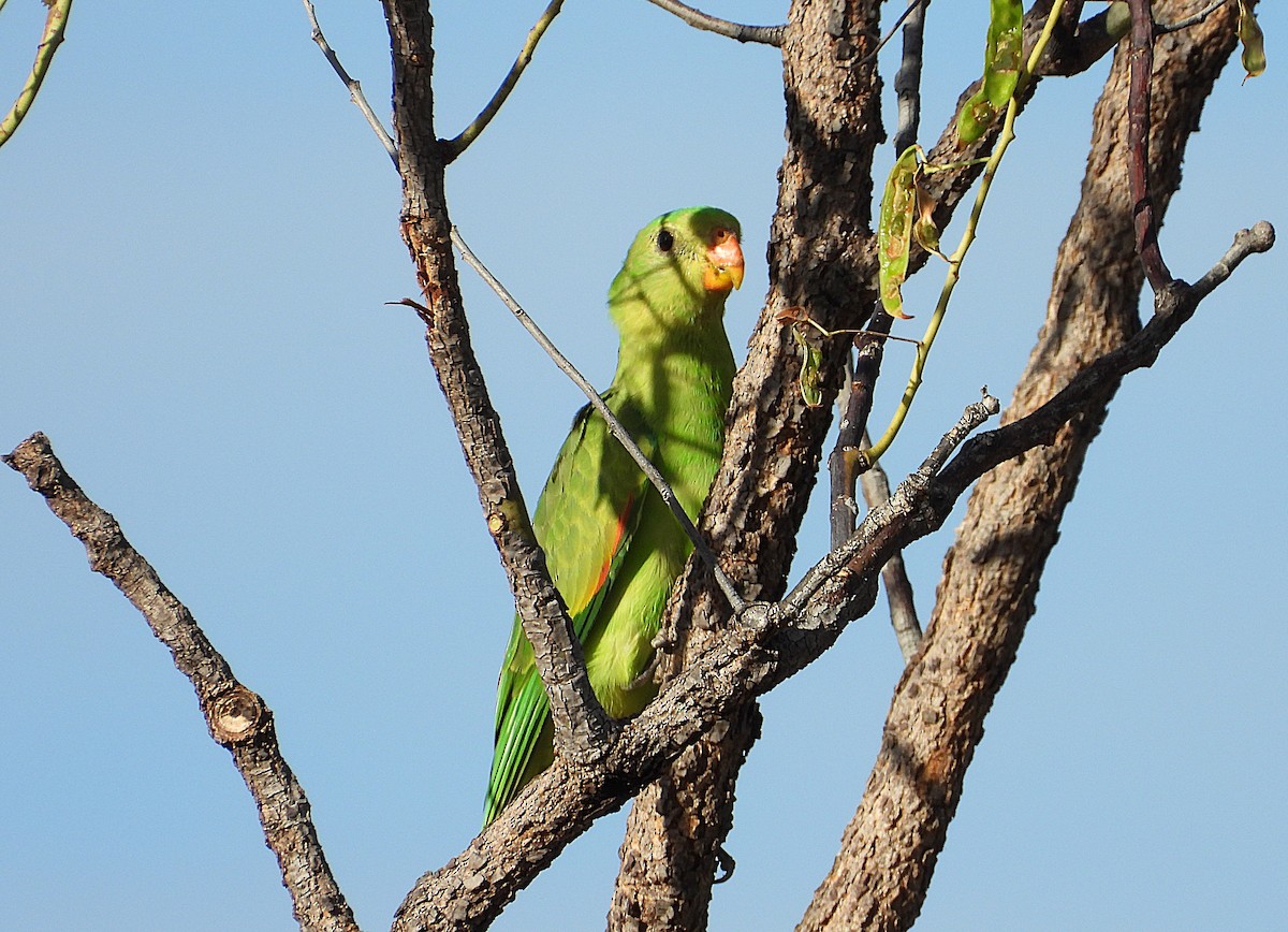 Red-winged Parrot - ML642202197
