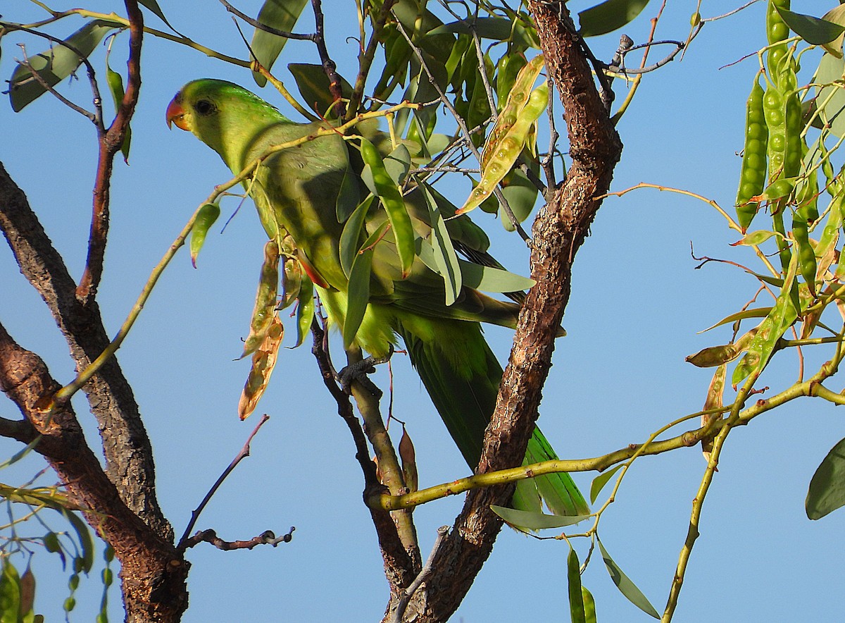 Red-winged Parrot - ML642202198