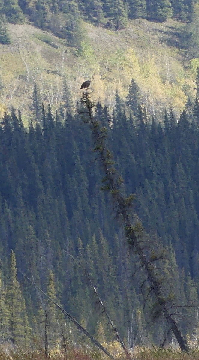 Bald Eagle - ML642202199
