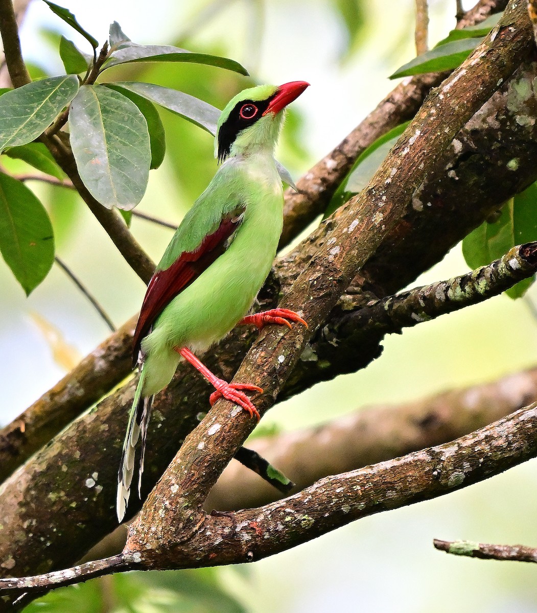 Common Green-Magpie (Common) - ML642202200
