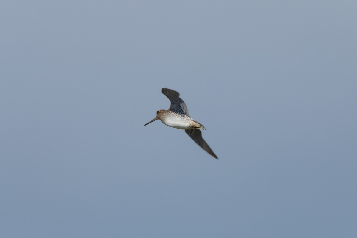Pin-tailed/Common Snipe - ML642202203