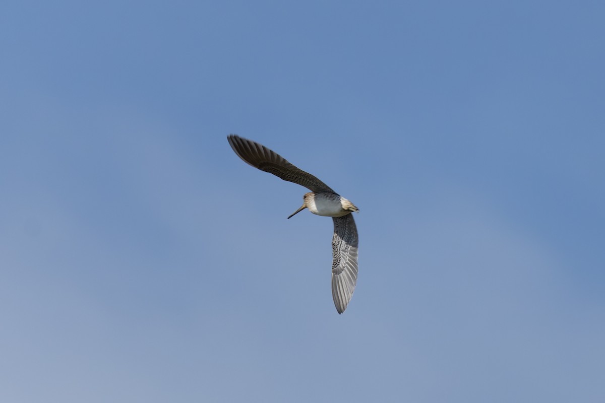 Pin-tailed/Common Snipe - ML642202204