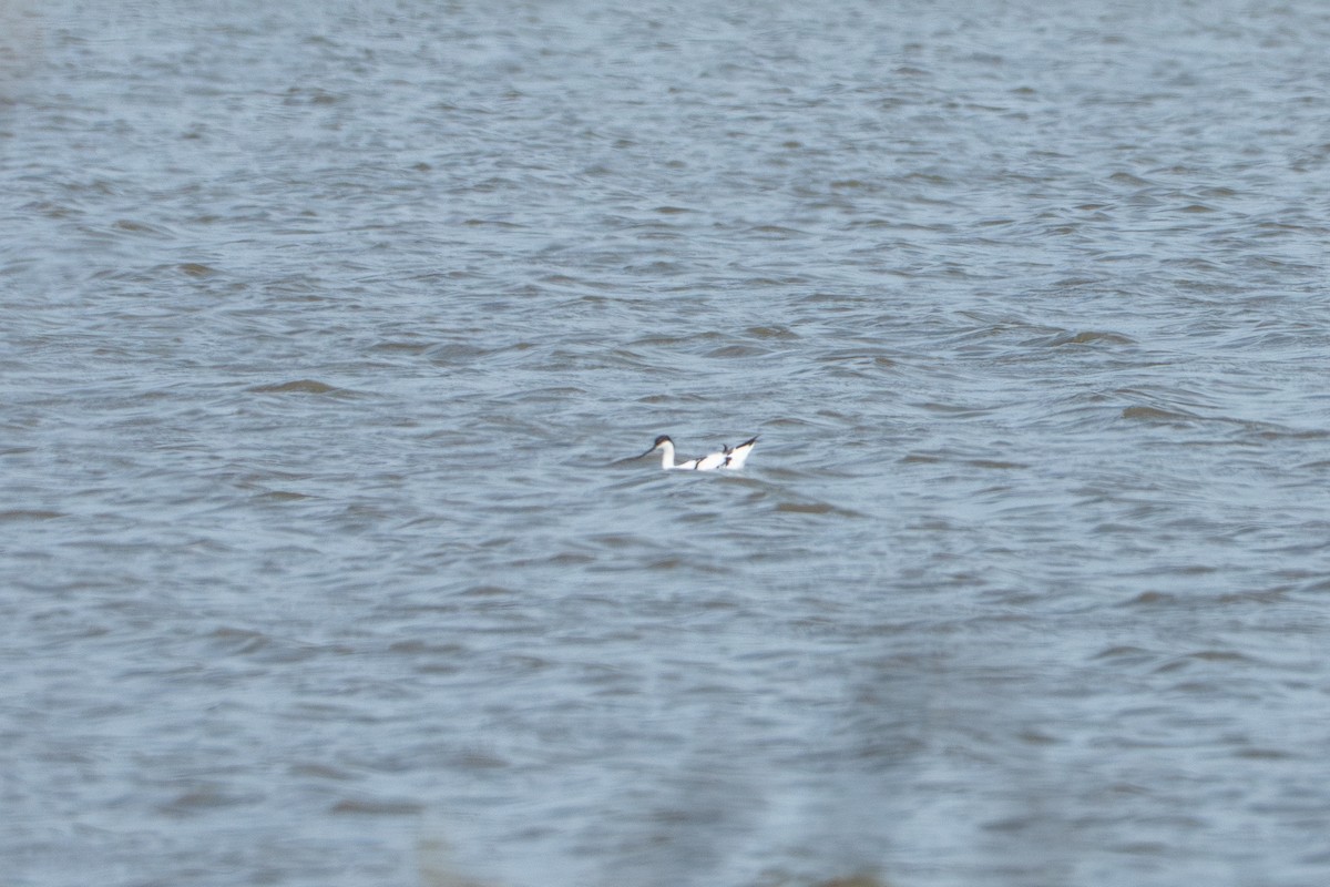 Pied Avocet - ML642202205