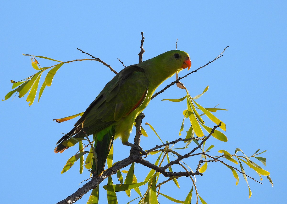 Red-winged Parrot - ML642202206