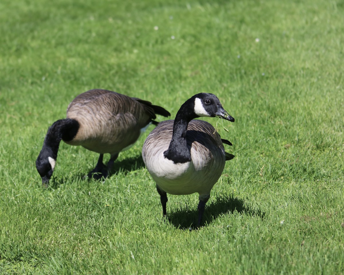 Canada Goose - ML642202208