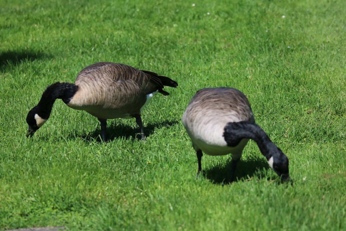 Canada Goose - ML642202209