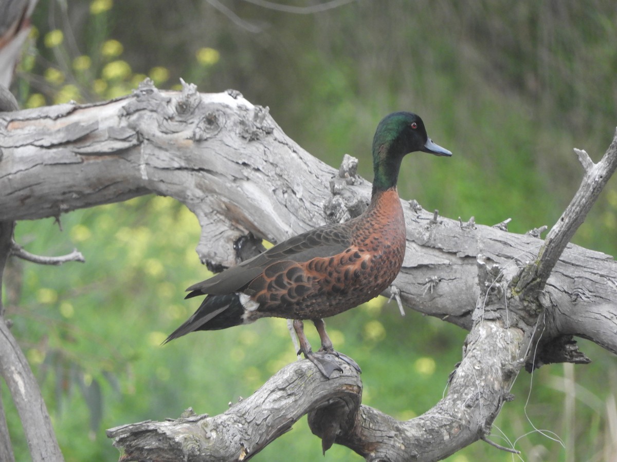Chestnut Teal - ML642202213