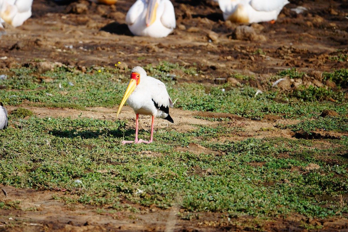 Yellow-billed Stork - ML642202222