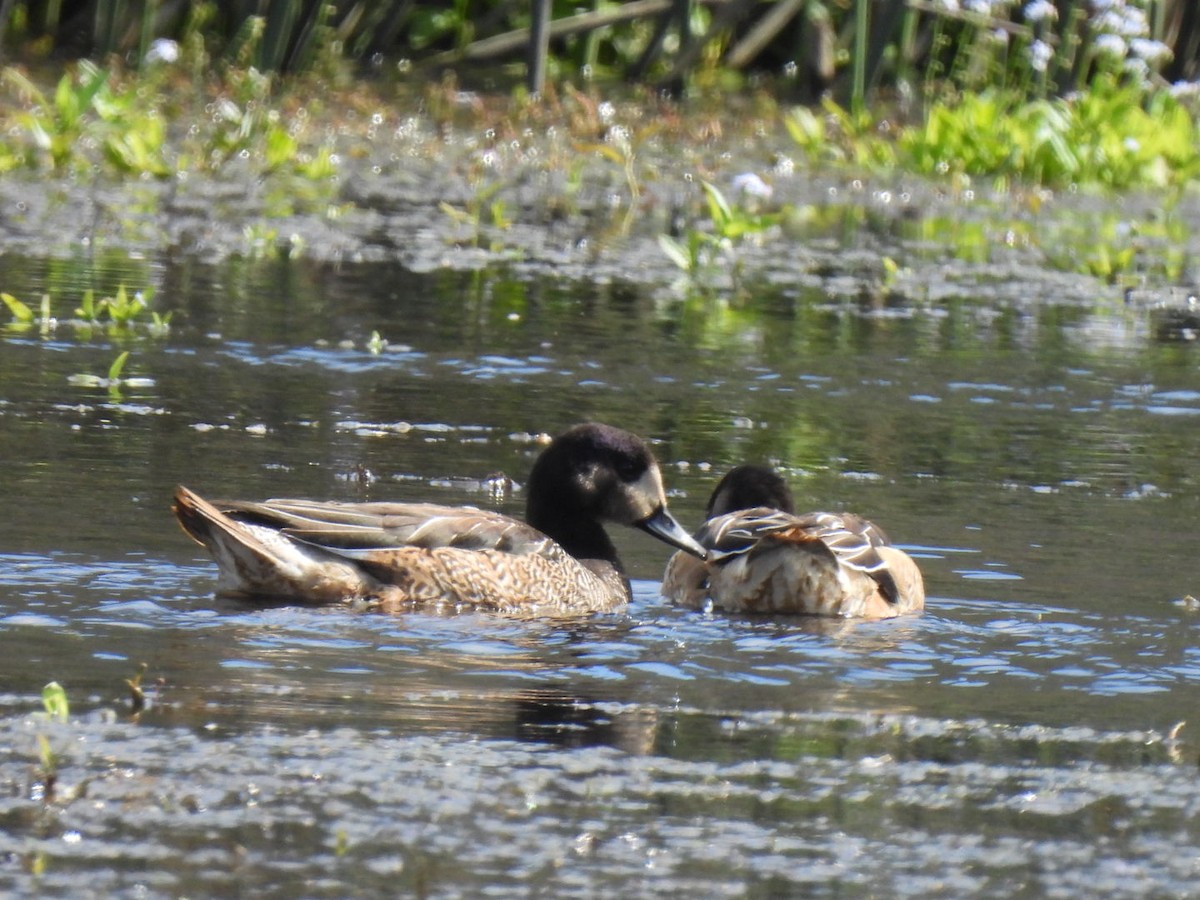Chiloe Wigeon - ML642202234