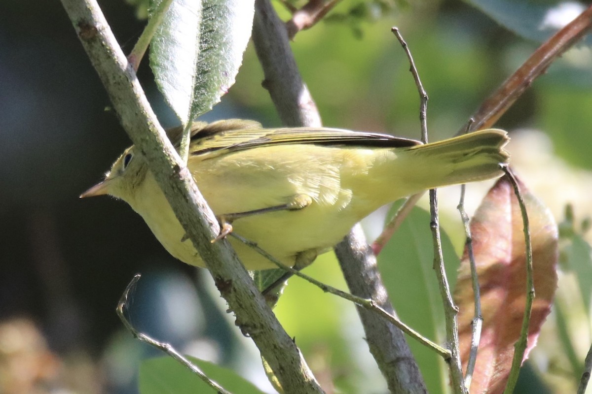 Yellow Warbler - ML642202236