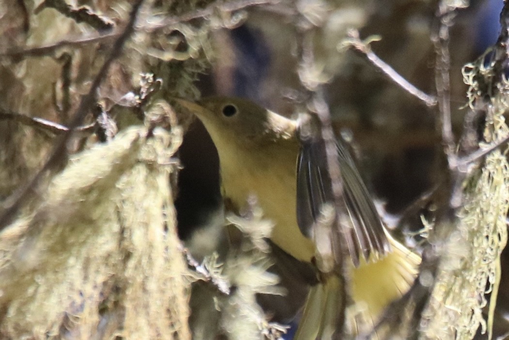 Yellow Warbler - ML642202237
