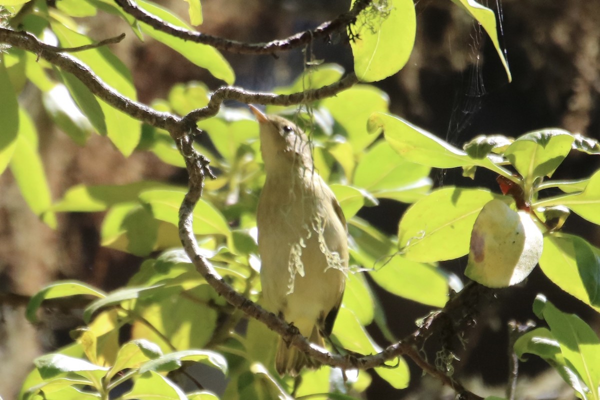Yellow Warbler - ML642202238