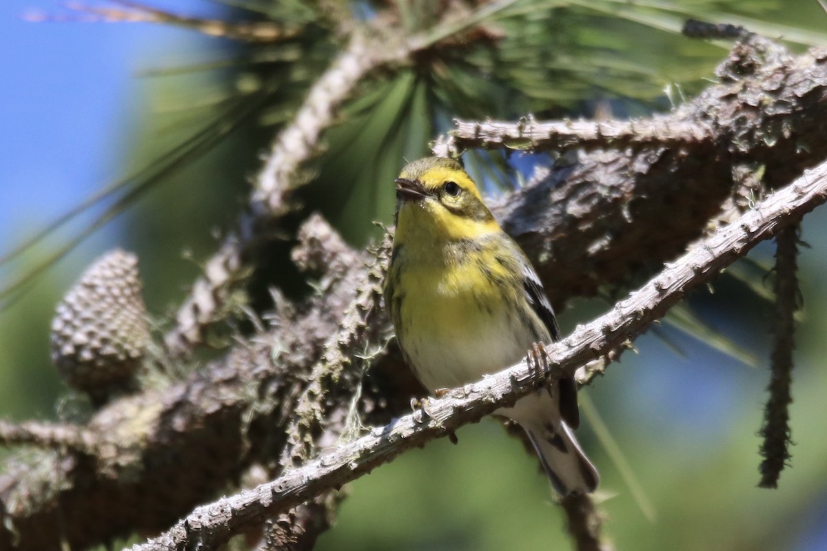 Townsend's Warbler - ML642202253