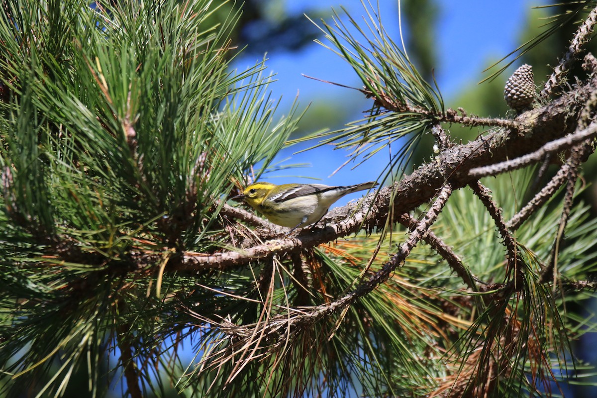 Townsend's Warbler - ML642202254