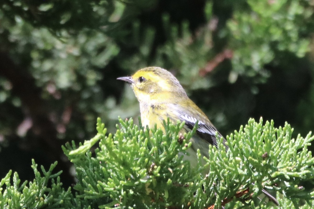 Townsend's Warbler - ML642202255