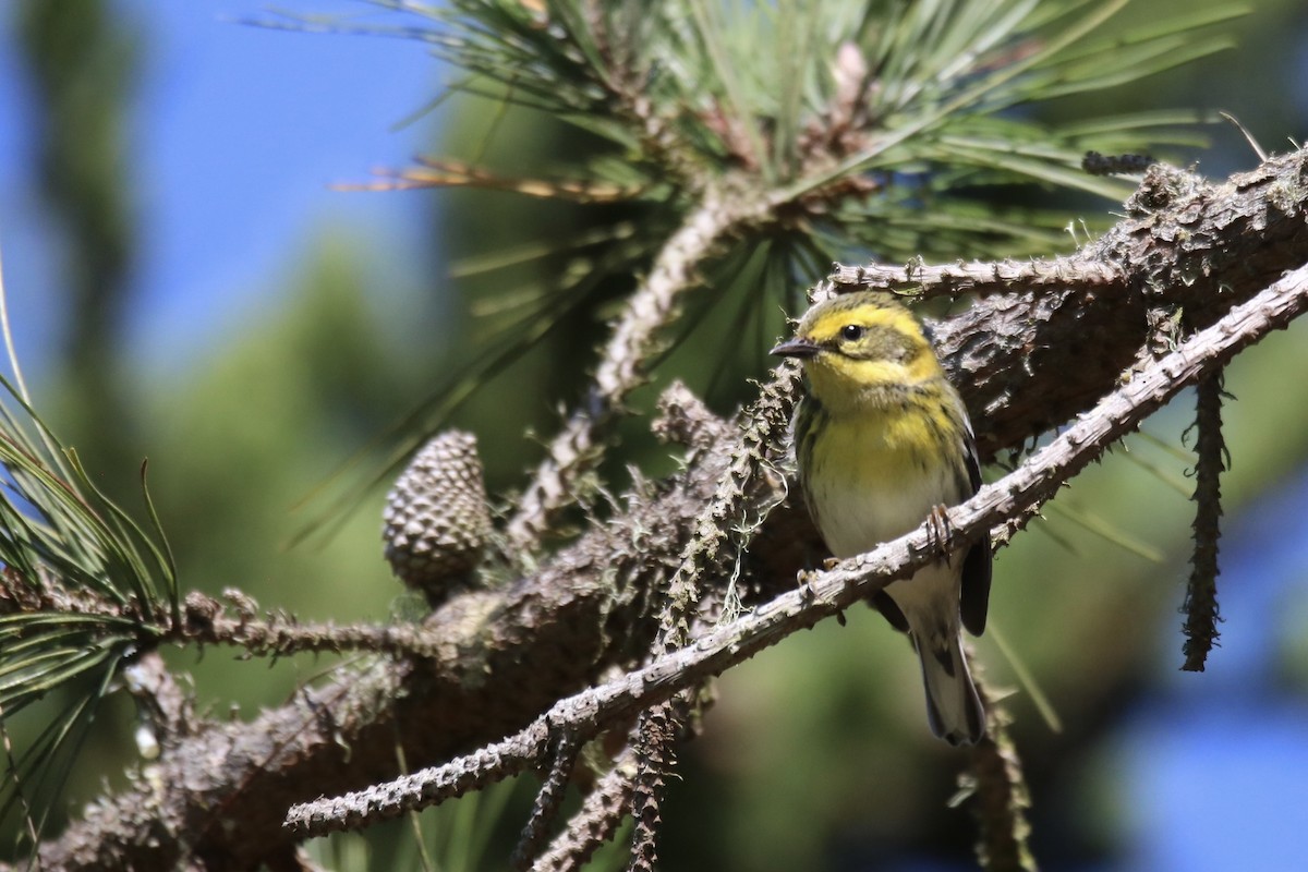 Townsend's Warbler - ML642202256