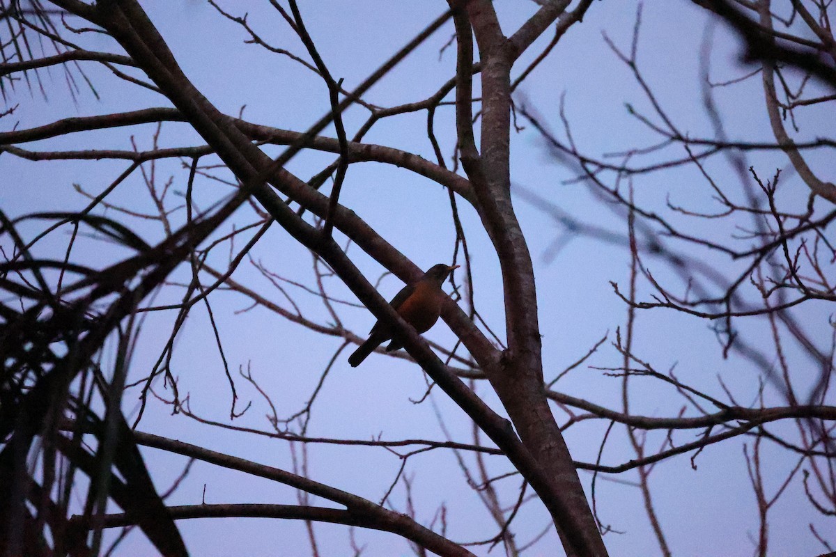 Olive Thrush - ML642202257