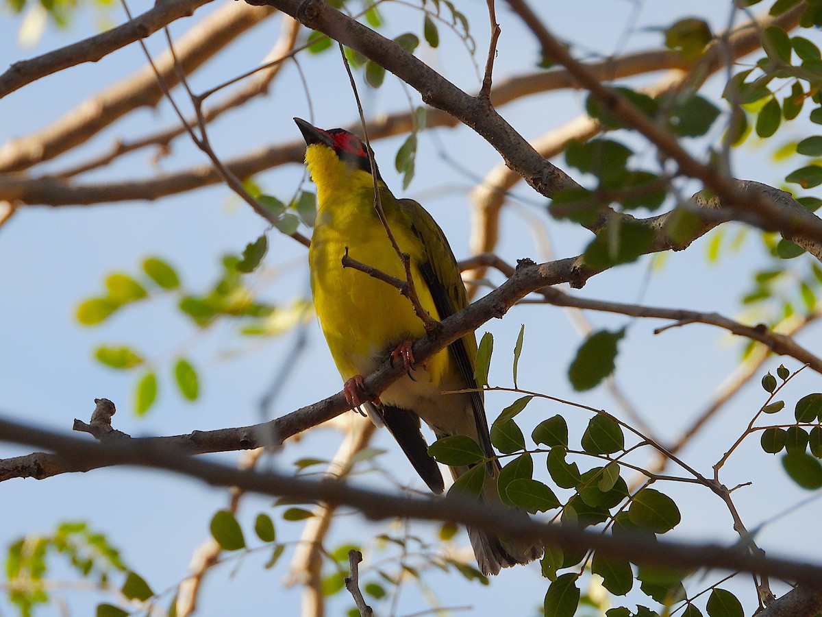 Australasian Figbird - ML642202260