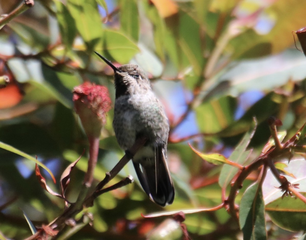 Anna's Hummingbird - ML642202261