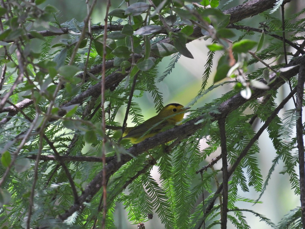 Wilson's Warbler - ML642202262