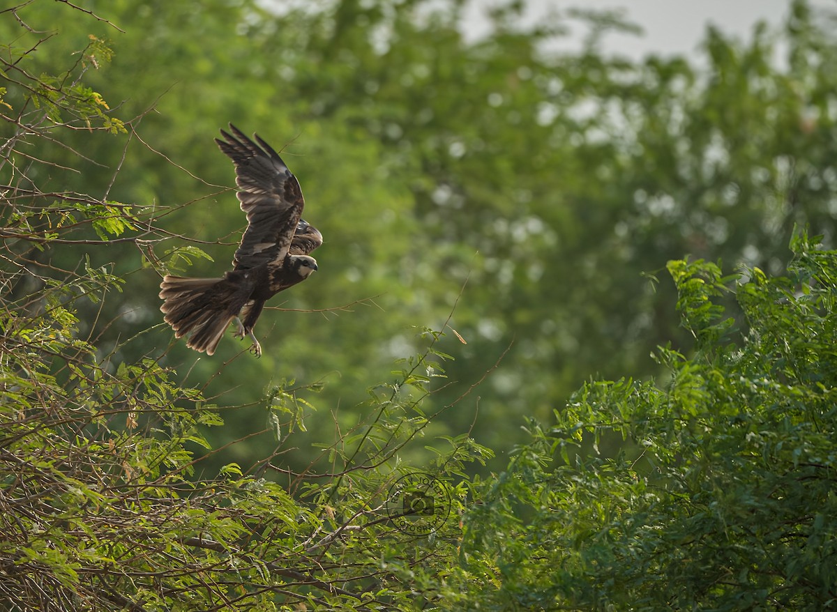 Falco di palude - ML642202263