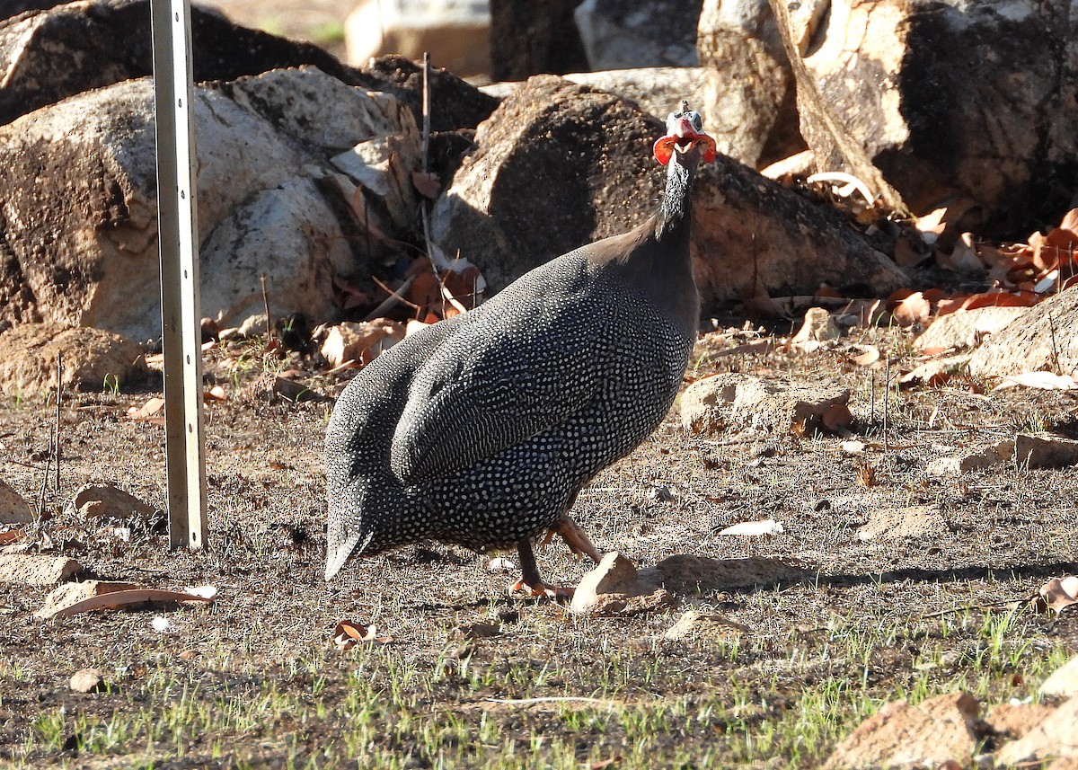 Helmeted Guineafowl (Domestic type) - ML642202274
