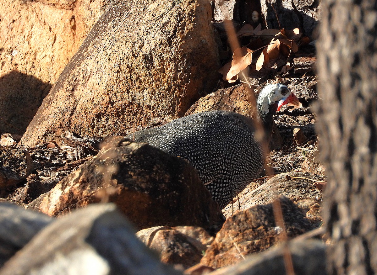 Helmeted Guineafowl (Domestic type) - ML642202275