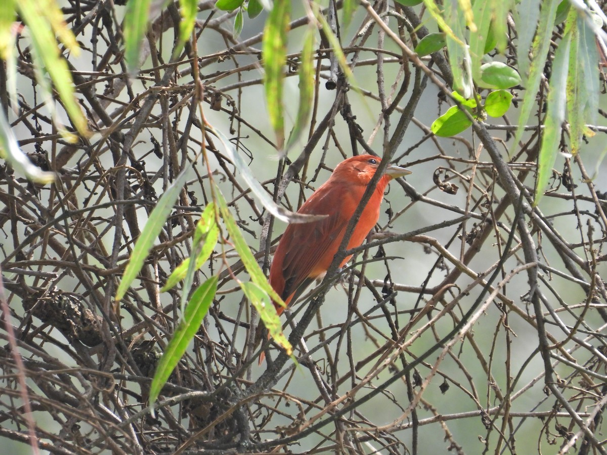 Summer Tanager - ML642202279