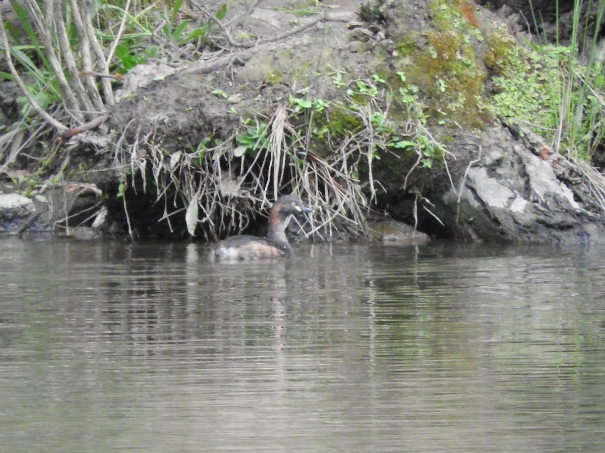 Australasian Grebe - ML642202280