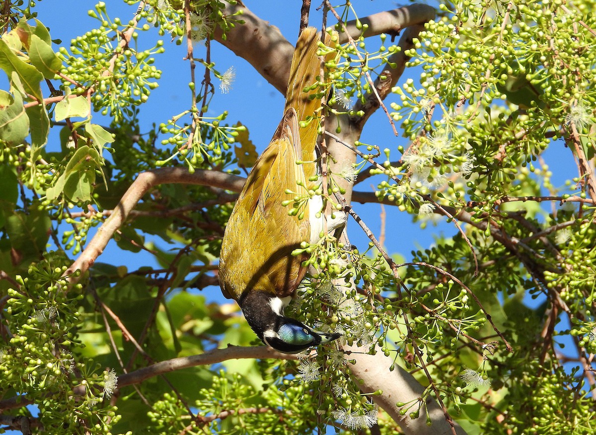 Blue-faced Honeyeater - ML642202281