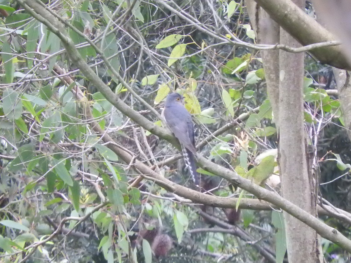 Fan-tailed Cuckoo - ML642202282