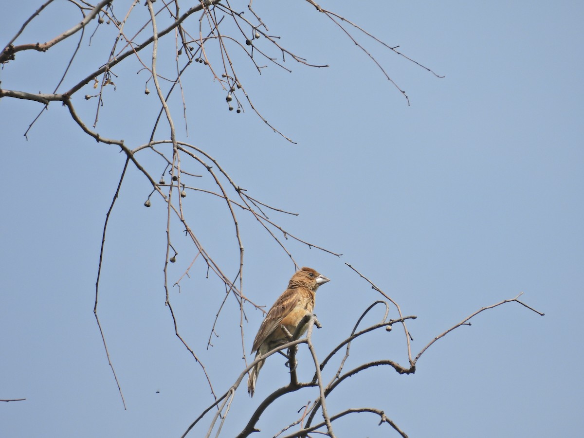Blue Grosbeak - ML642202283