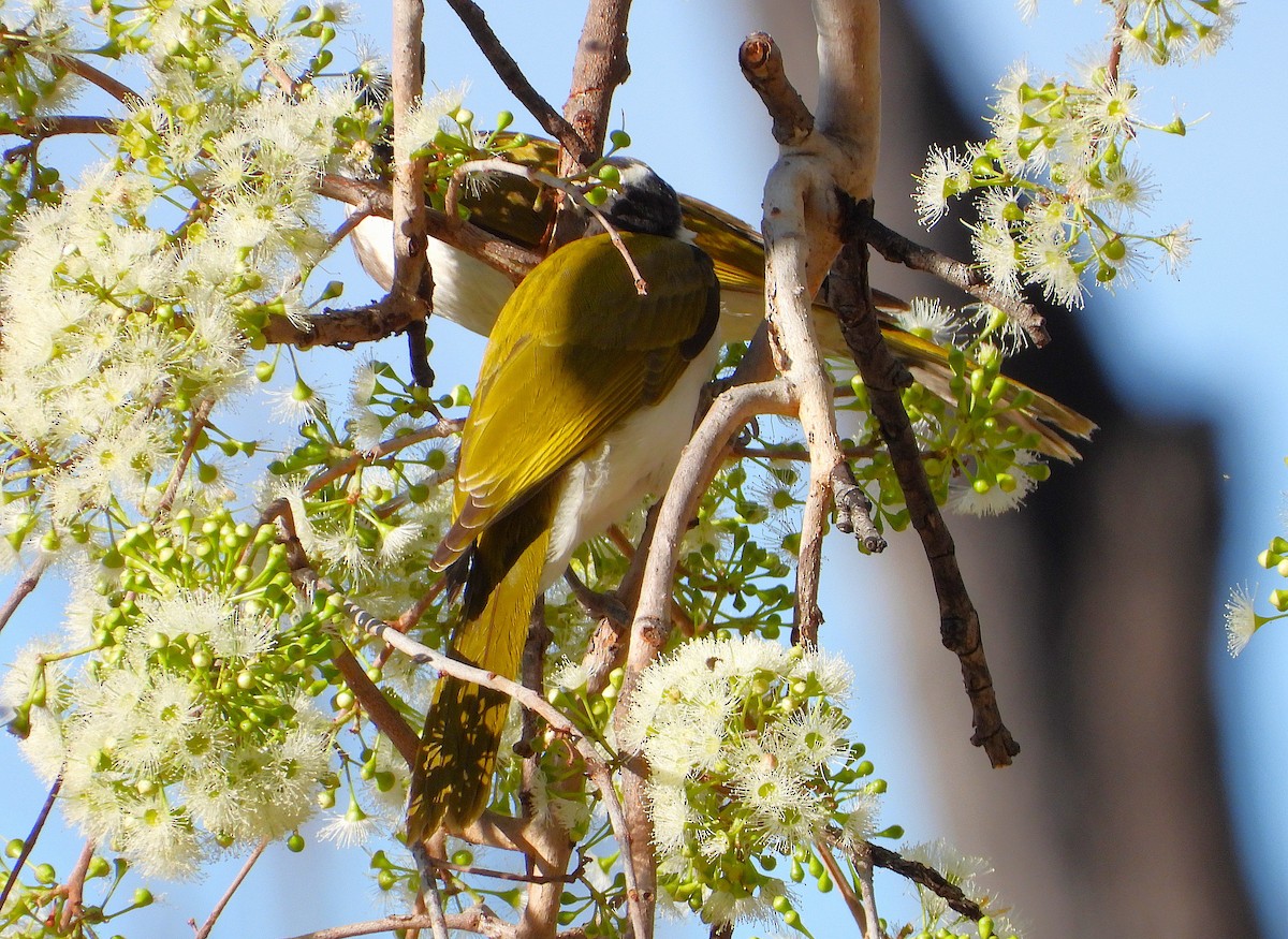 Blue-faced Honeyeater - ML642202284