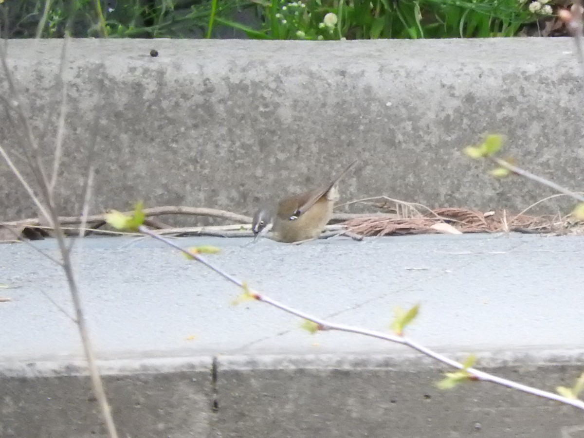 White-browed Scrubwren - ML642202286