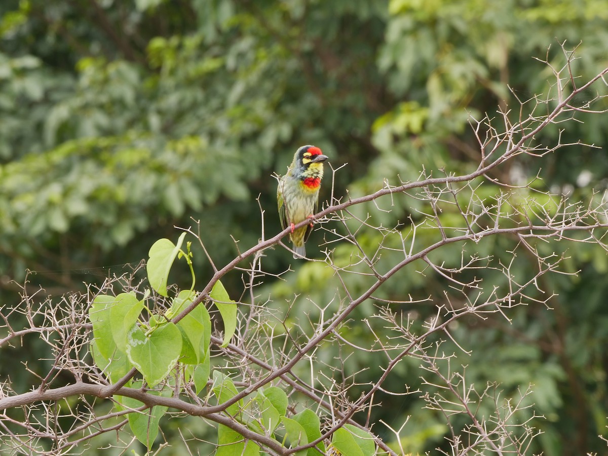 Coppersmith Barbet - ML642202288