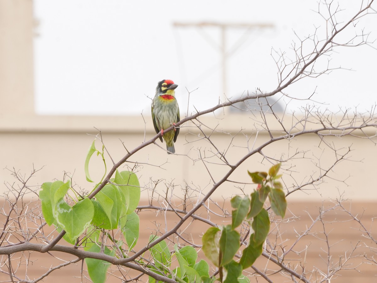 Coppersmith Barbet - ML642202290