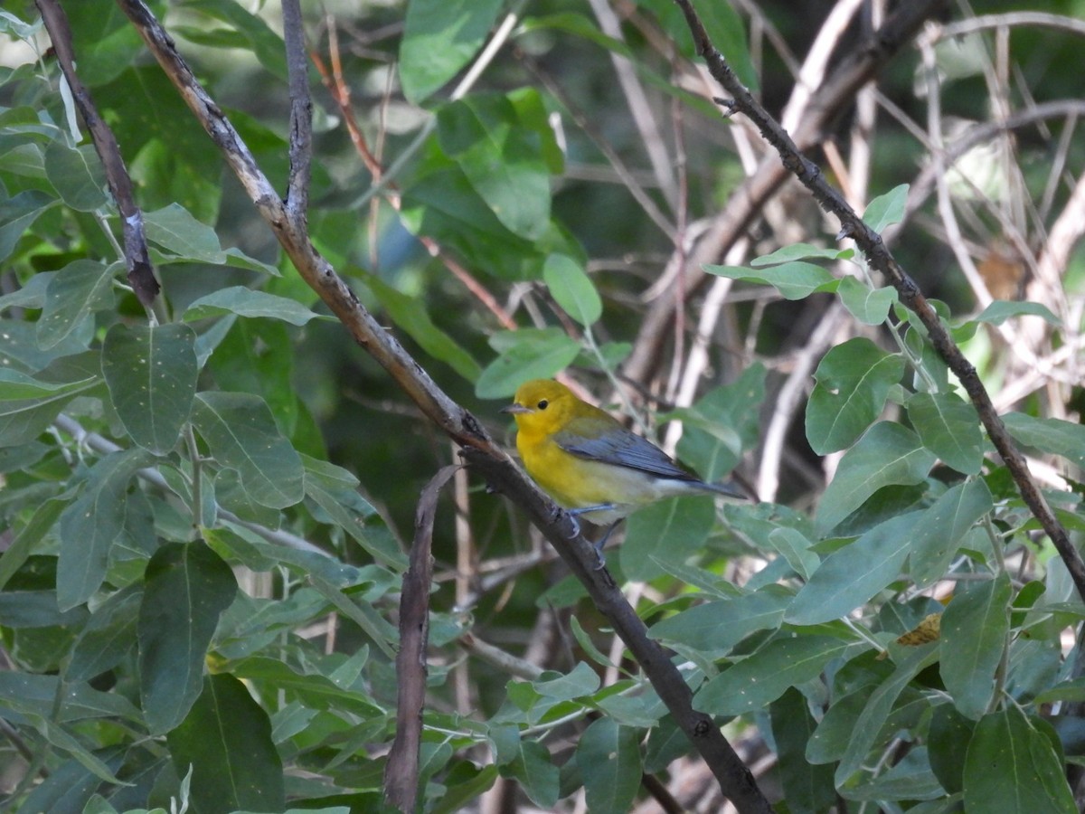 Prothonotary Warbler - ML642202297