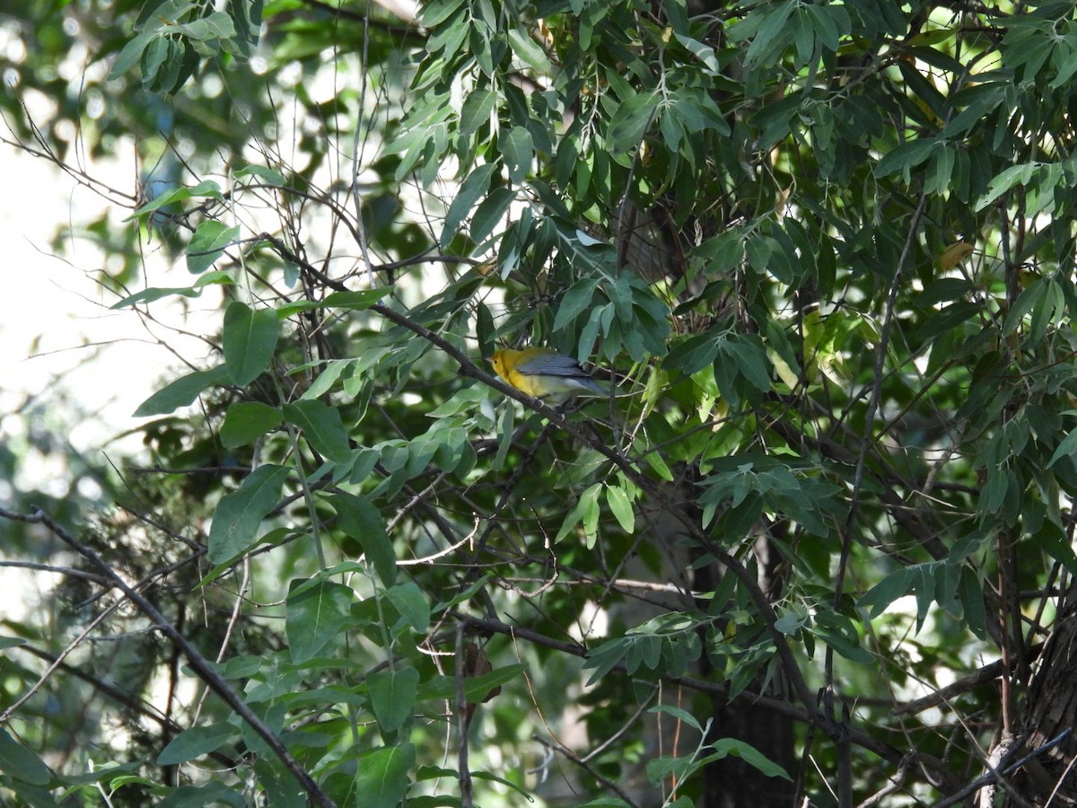 Prothonotary Warbler - ML642202311