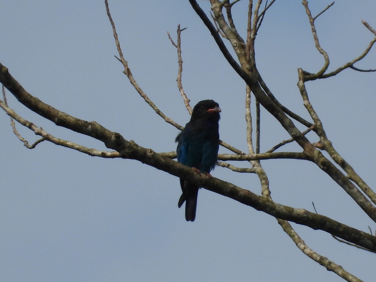 Dollarbird - ML642202312