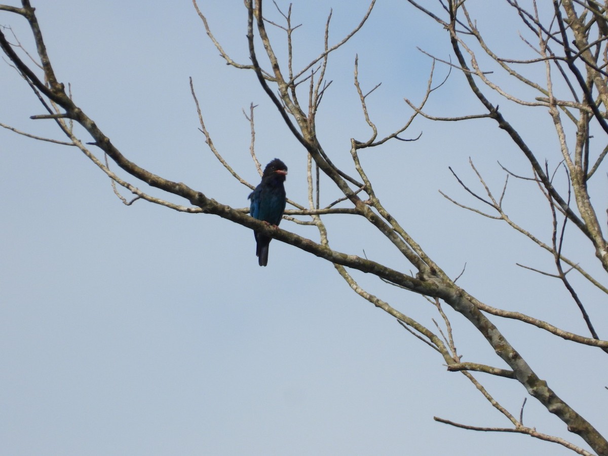 Dollarbird - ML642202313