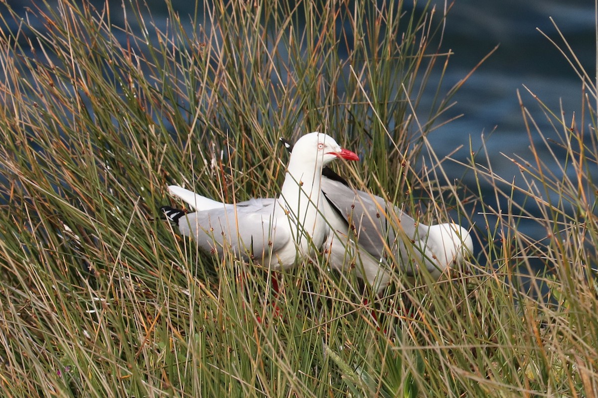 australmåke - ML642202331