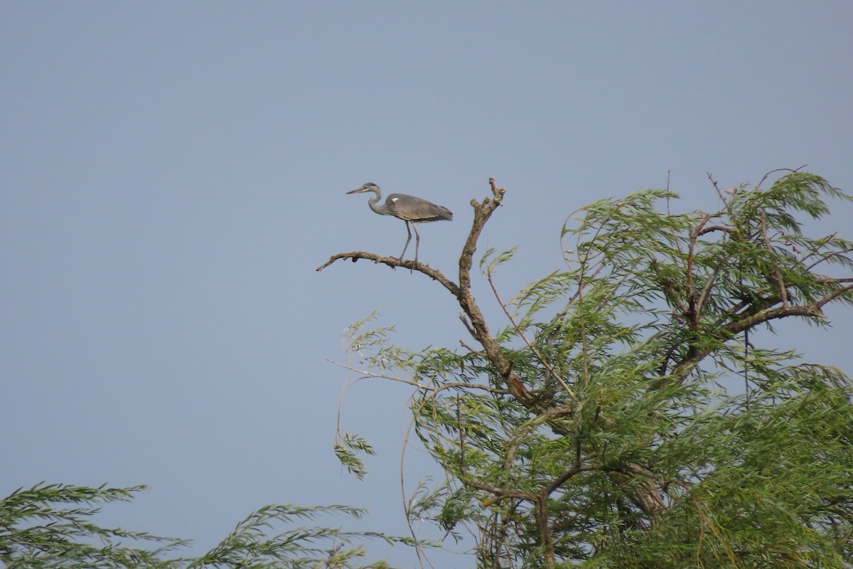 Gray Heron - ML642202342