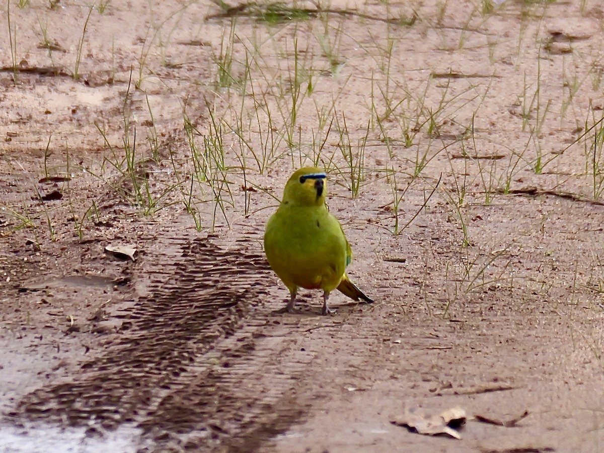 Elegant Parrot - ML642202348