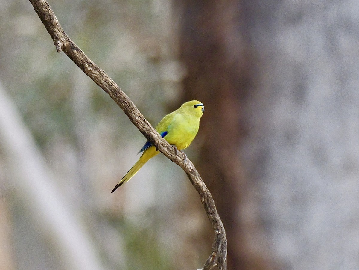 Elegant Parrot - ML642202349