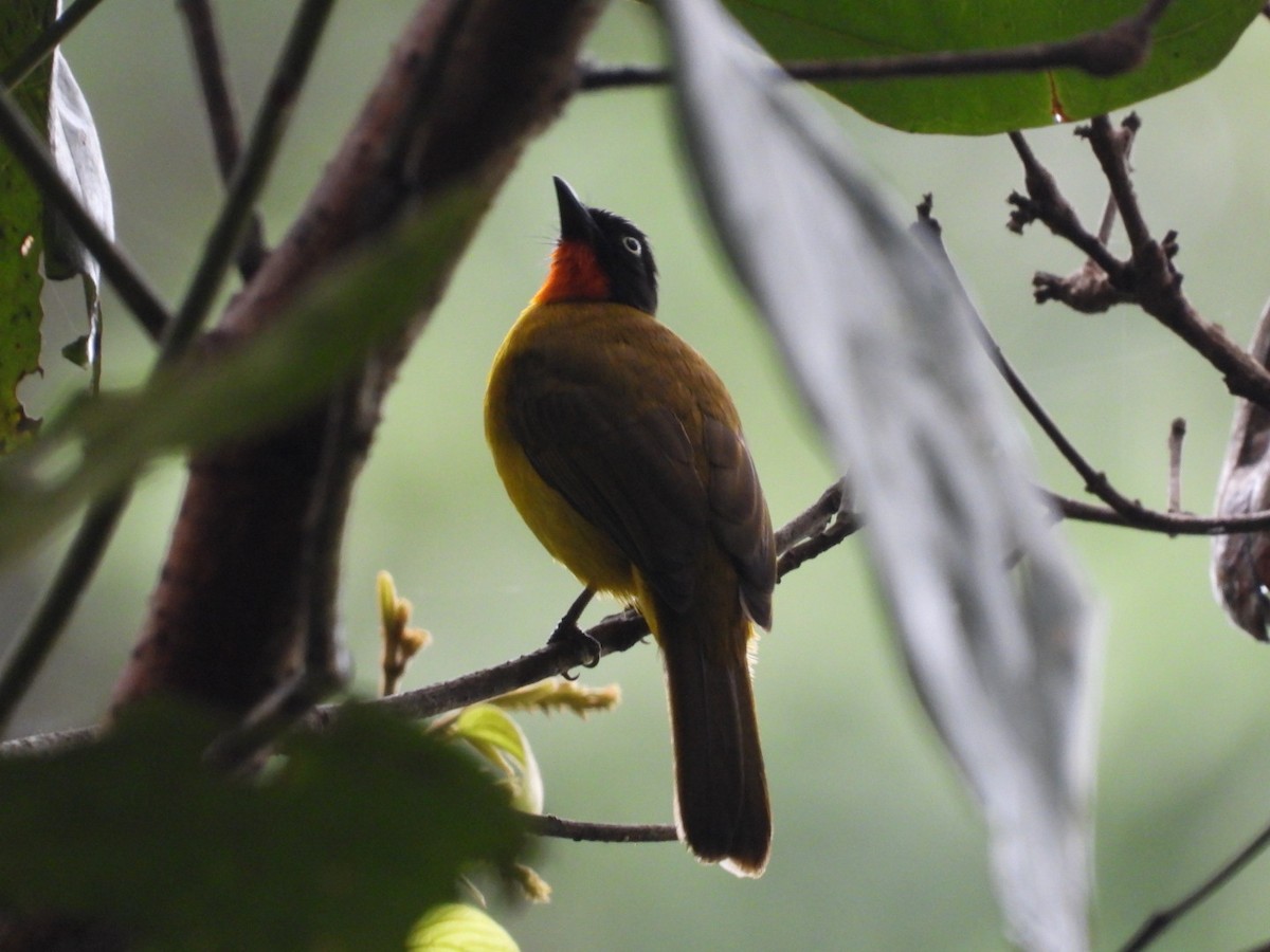 Bulbul à gorge rubis - ML642202352